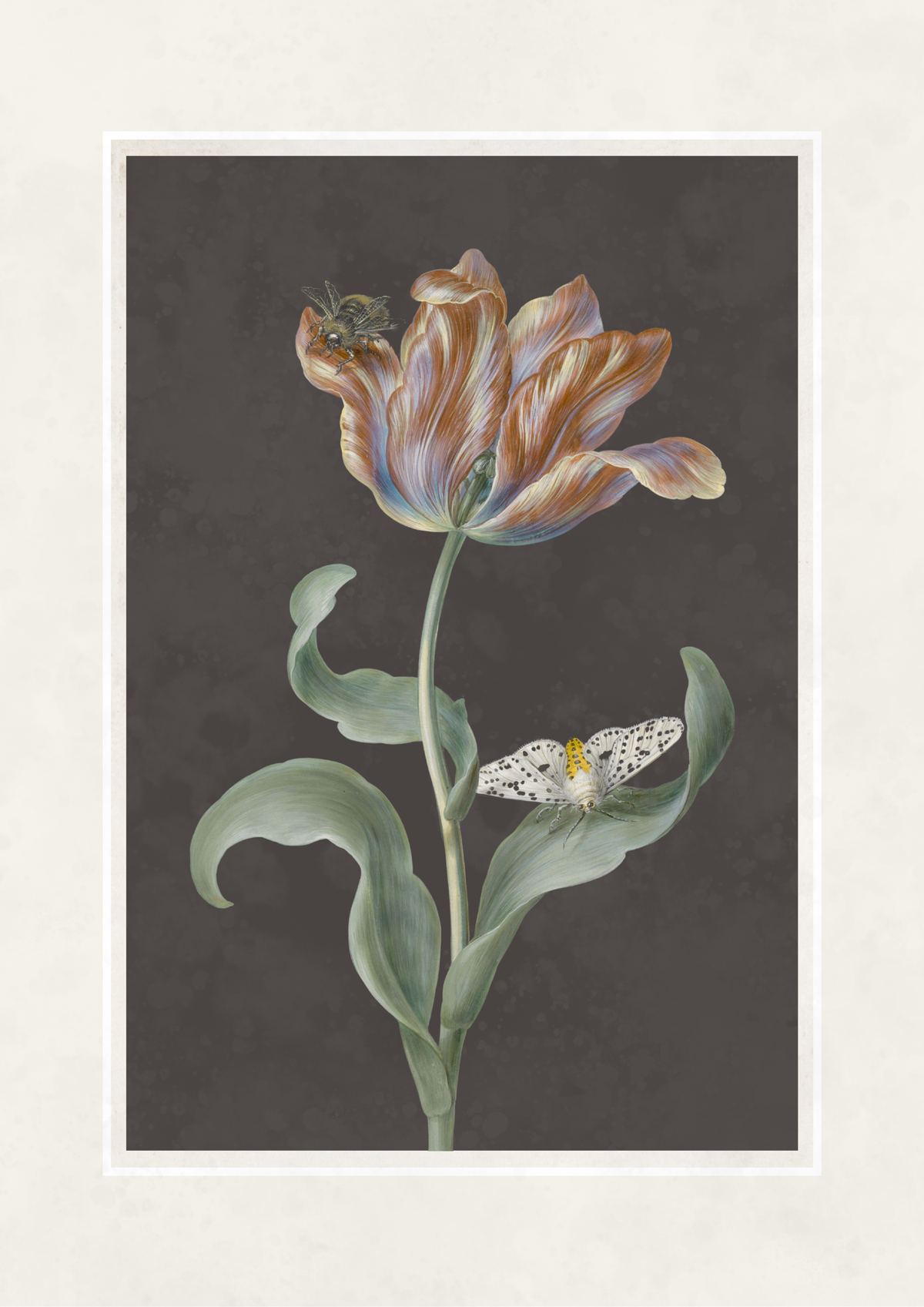 A botanical art print featuring a single tulip with peach, lavender, and brown striped petals, green leaves, and a small white butterfly on a dark gray background, framed by a wide off-white border.