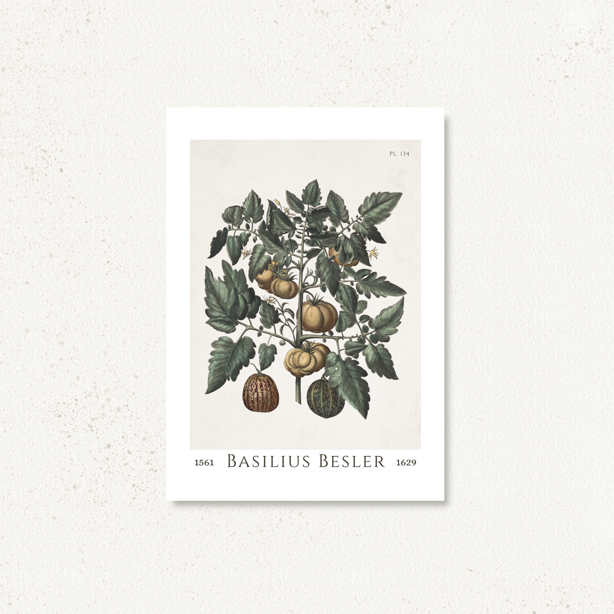 The Besler Collection