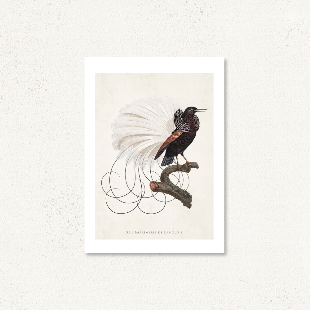 Fauna