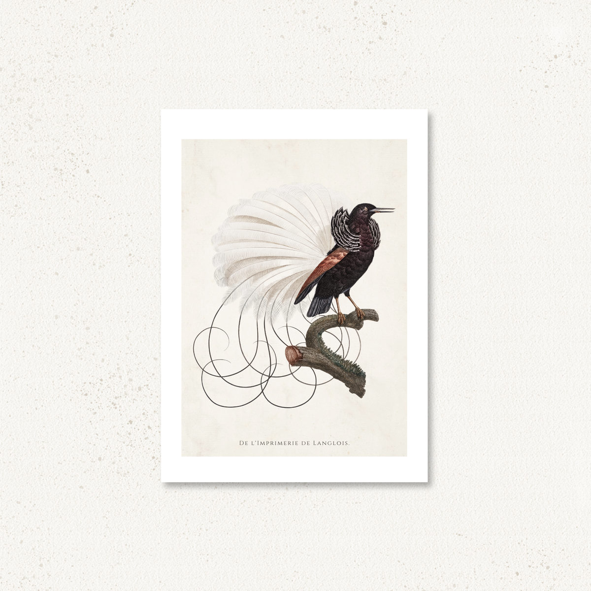 Fauna