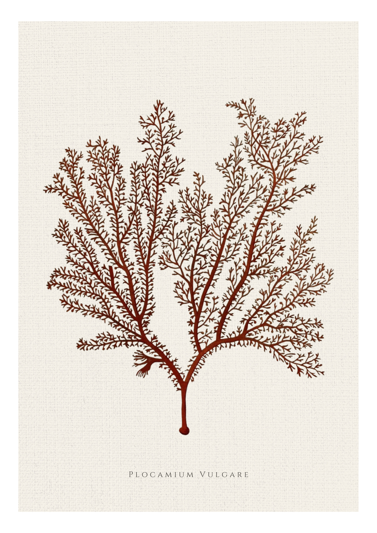 Botanical art print of Flocium vulgare, featuring a detailed reddish-brown illustration of the plant on a textured off-white background with the name printed at the bottom.
