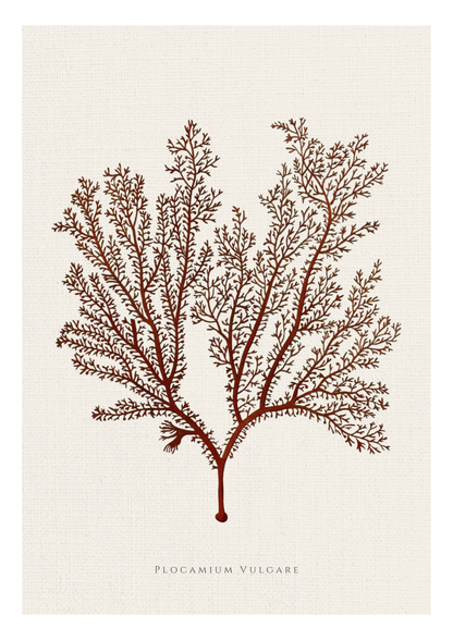 Botanical art print of Flocium vulgare, featuring a detailed reddish-brown illustration of the plant on a textured off-white background with the name printed at the bottom.