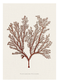Botanical art print of Flocium vulgare, featuring a detailed reddish-brown illustration of the plant on a textured off-white background with the name printed at the bottom.