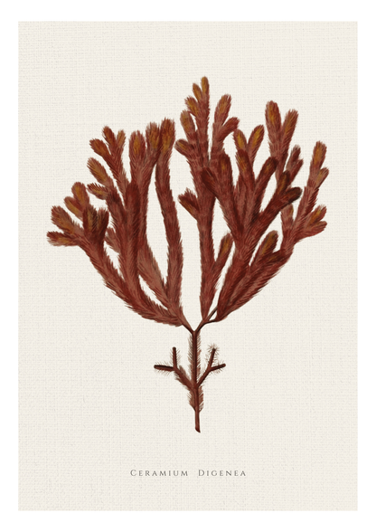 Botanical art print of Cerium Digena featuring a detailed illustration of a brown plant on a textured off-white background, with the scientific name printed at the bottom.