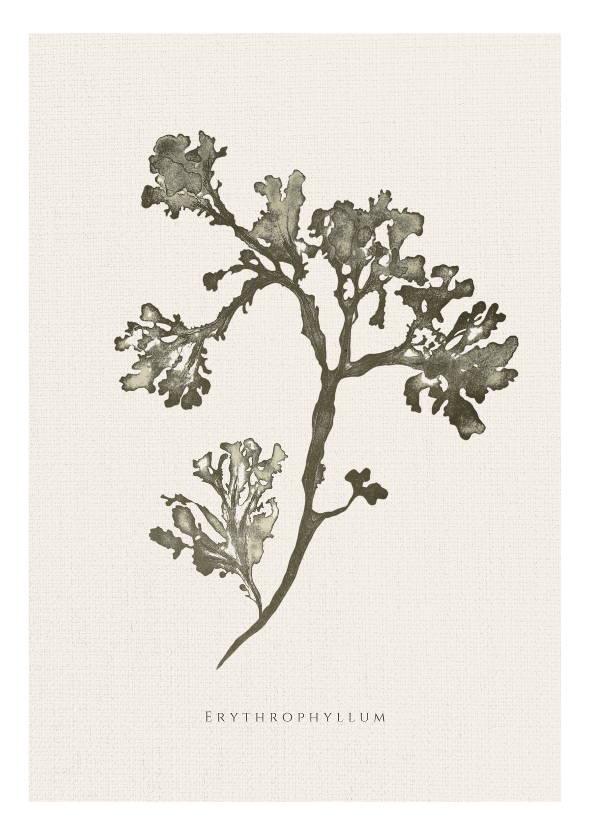 green seaweed on a hessian background