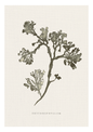 green seaweed on a hessian background
