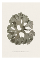 green grey sea sponge on a hessian background