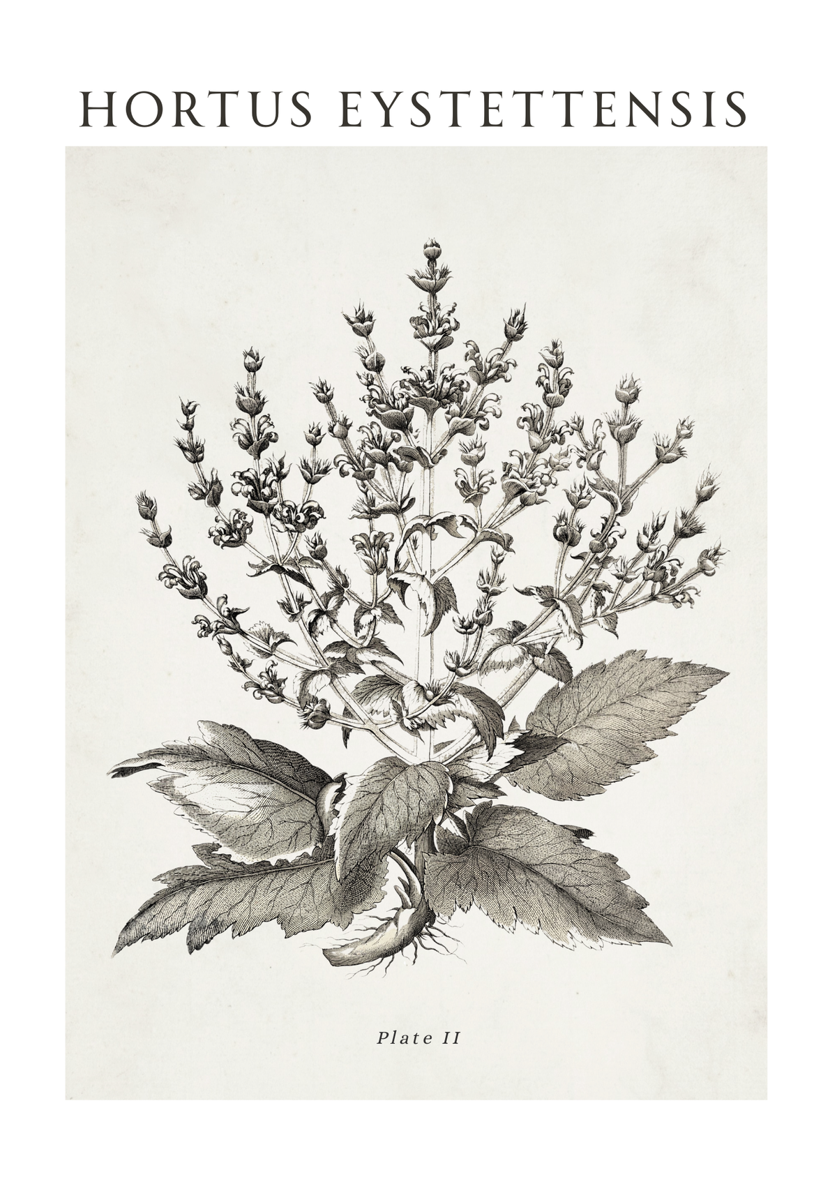 A botanical art print featuring a detailed black ink illustration of a plant labeled 'HORTUS EYSTETTENSENSIS' with 'Plate II' at the bottom, set against a warm off-white background.