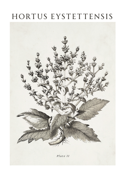 A botanical art print featuring a detailed black ink illustration of a plant labeled 'HORTUS EYSTETTENSENSIS' with 'Plate II' at the bottom, set against a warm off-white background.