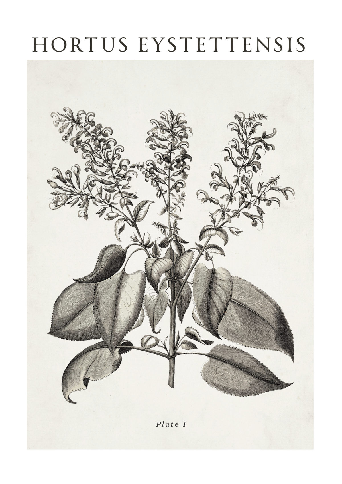 A botanical art print featuring a vintage-style black ink illustration of a plant with leaves and clusters of small flowers on an off-white background, with the text 'HORTUS EYSTETTENSIS' at the top and 'Plate 1' at the bottom.