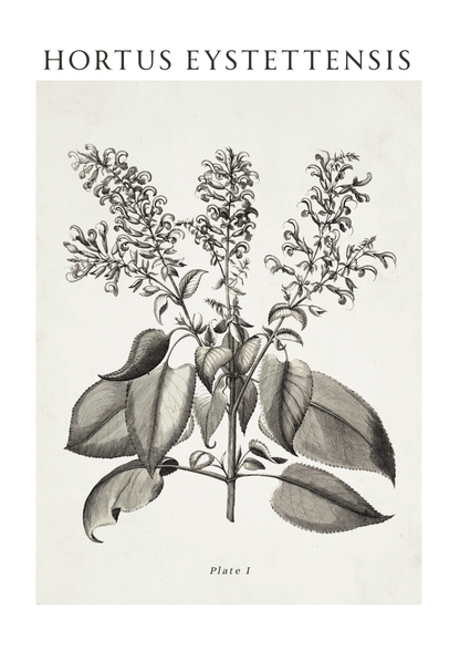 A botanical art print featuring a vintage-style black ink illustration of a plant with leaves and clusters of small flowers on an off-white background, with the text 'HORTUS EYSTETTENSIS' at the top and 'Plate 1' at the bottom.