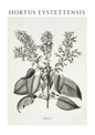 A botanical art print featuring a vintage-style black ink illustration of a plant with leaves and clusters of small flowers on an off-white background, with the text 'HORTUS EYSTETTENSIS' at the top and 'Plate 1' at the bottom.