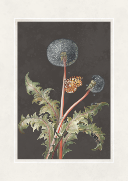 Illustration of a dandelion plant with seeds and a butterfly on a dark background