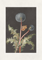 Illustration of a dandelion plant with seeds and a butterfly on a dark background
