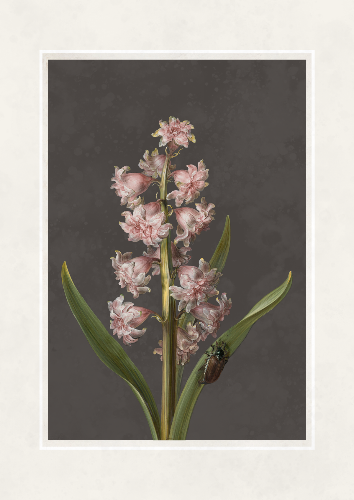 A botanical art print featuring pale pink hyacinth flowers with green leaves on a dark gray background, framed by a wide off-white border.