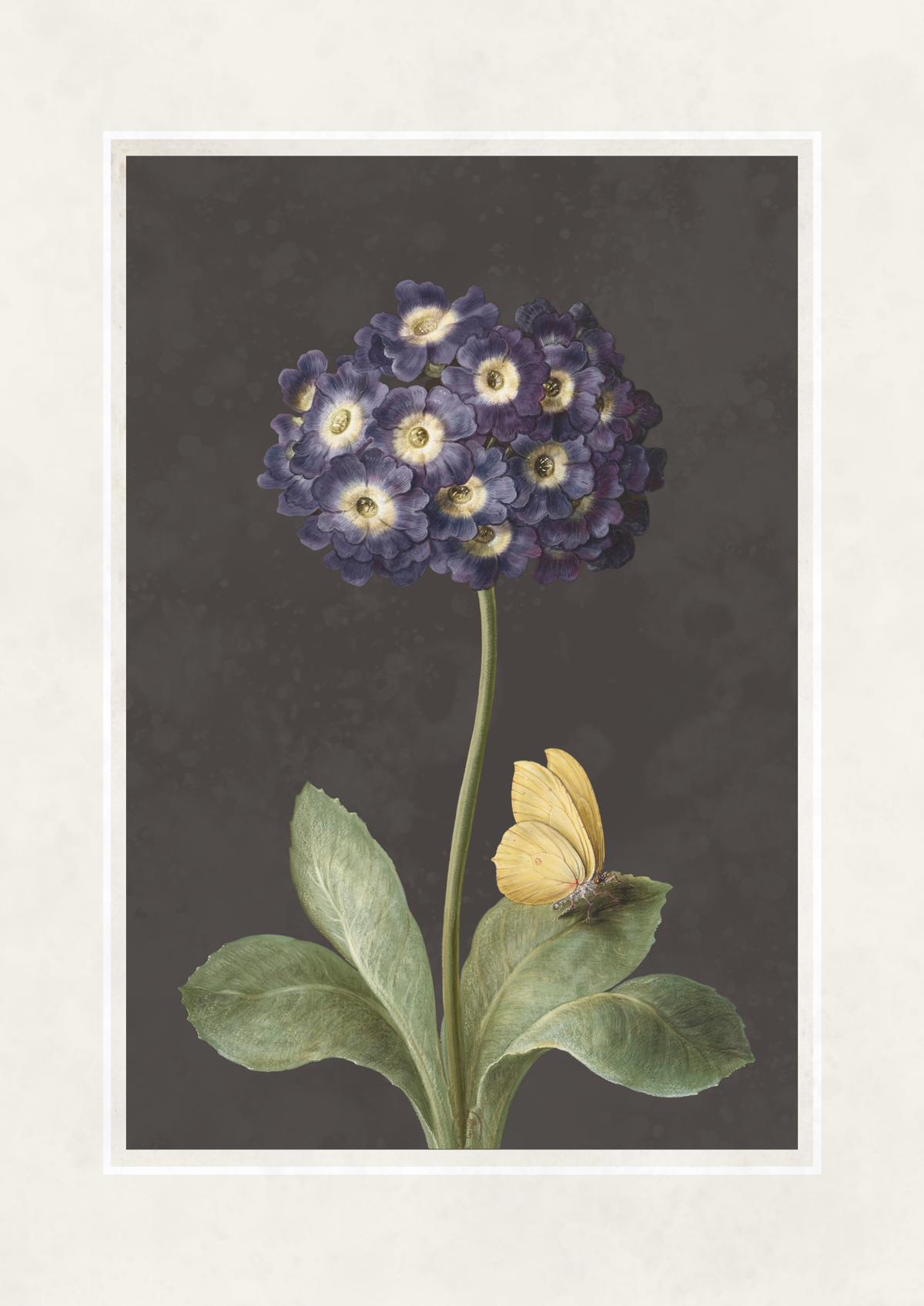 Botanical art print featuring a cluster of dark purple flowers with cream centers on a stem, with green leaves and a small yellow butterfly, set against a dark gray background with a white border.
