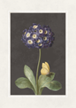 Botanical art print featuring a cluster of dark purple flowers with cream centers on a stem, with green leaves and a small yellow butterfly, set against a dark gray background with a white border.