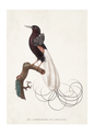 Vintage-style bird illustration print showing a dark bird perched on a branch with a long white tail, on an off-white background with the text 'DE L'IMPRIMERIE DE LANGLOIS' at the bottom.