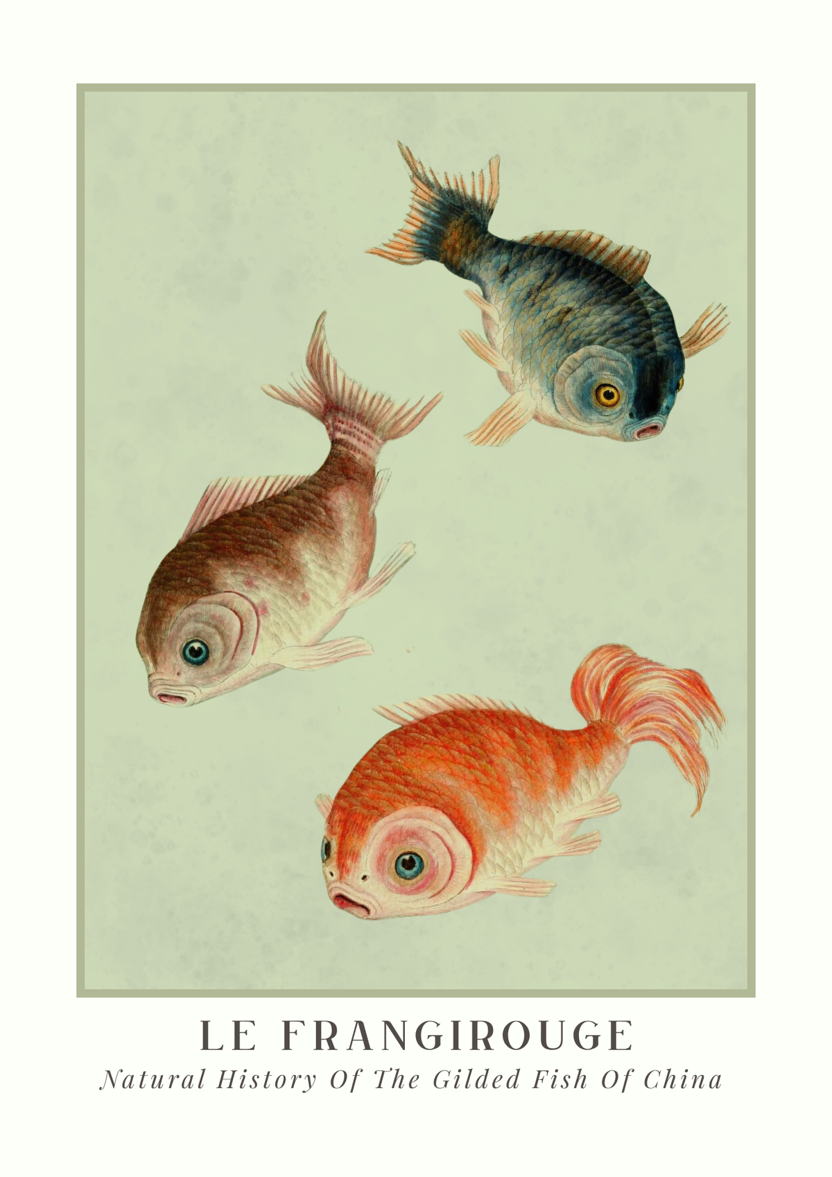 Illustration of three fish with 'Le Frangirouge' text at the bottom.