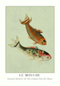 Illustration of two gilded fish from 'Le Mouche' on a light green background