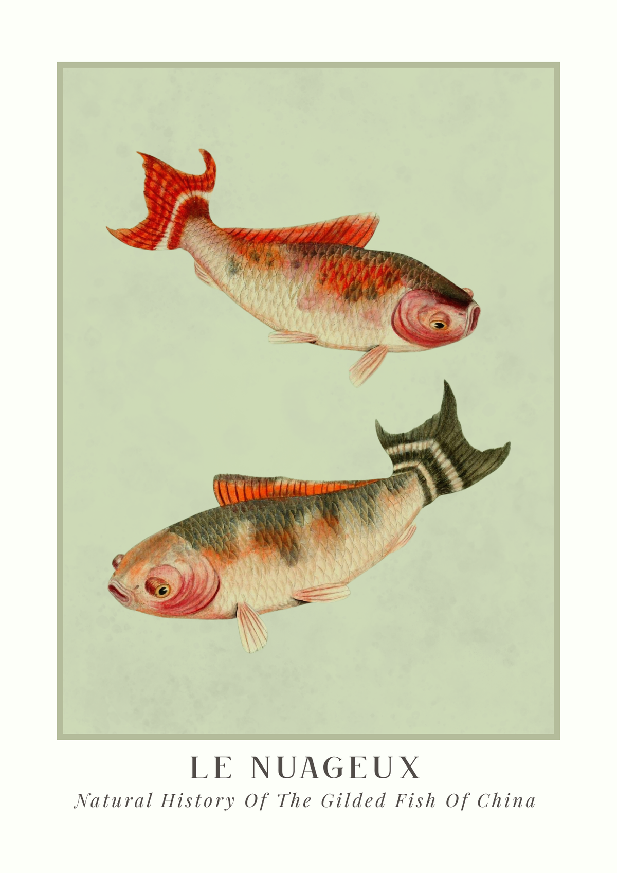 Illustration of two gilded fish with 'Le Nuageux' text at the bottom.