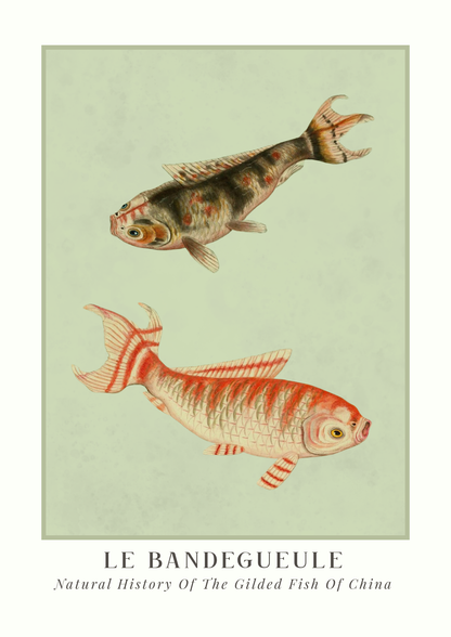 A vintage-style botanical illustration poster featuring two fish, with the title 'LE BANDEGUEULE' and subtitle 'Natural History Of The Gilded Fish Of China' printed below on a white background.
