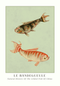 A vintage-style botanical illustration poster featuring two fish, with the title 'LE BANDEGUEULE' and subtitle 'Natural History Of The Gilded Fish Of China' printed below on a white background.