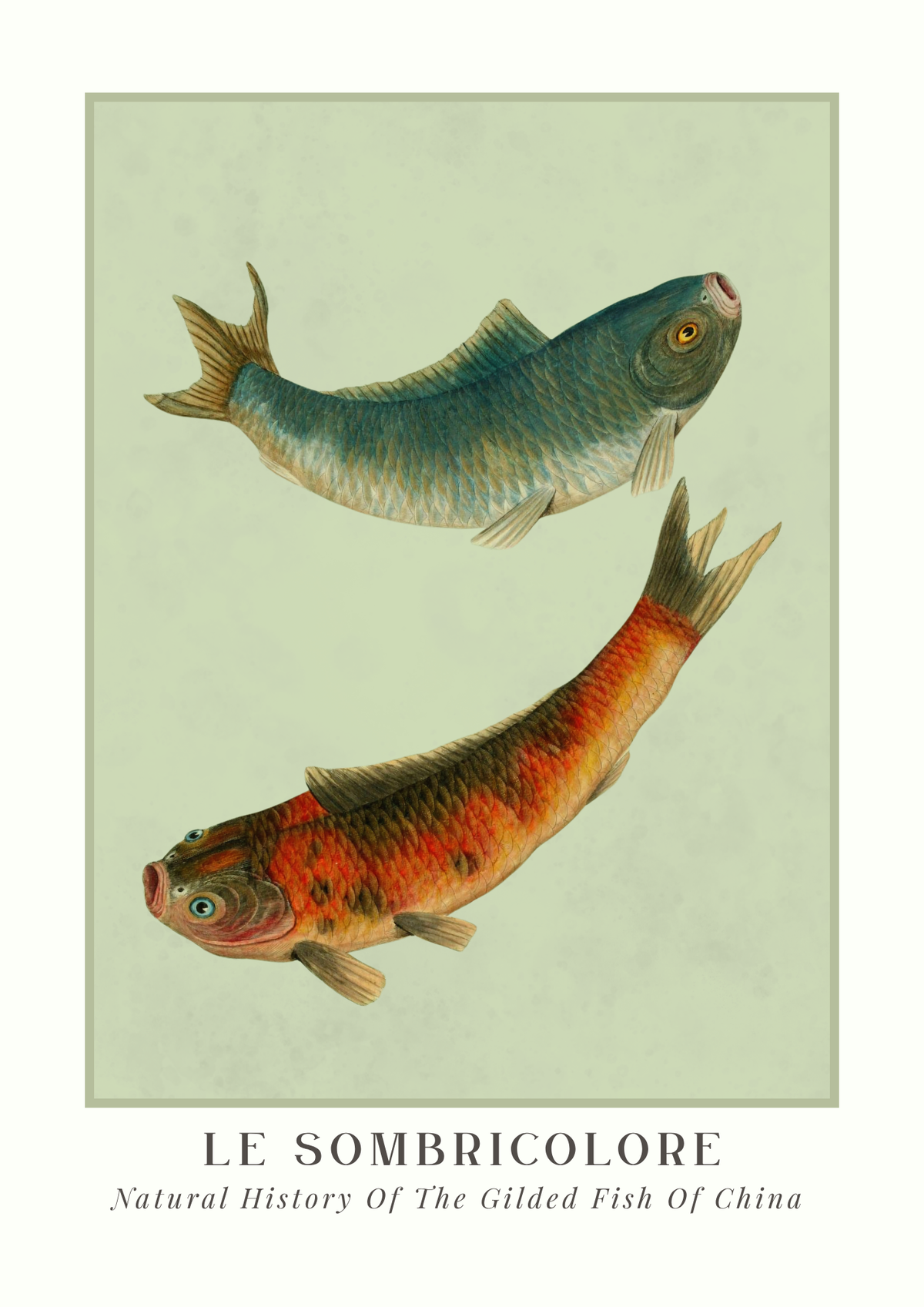 Illustration of two fish with 'Le Sombricolore' text at the bottom.