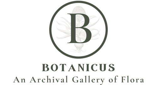Botanicus