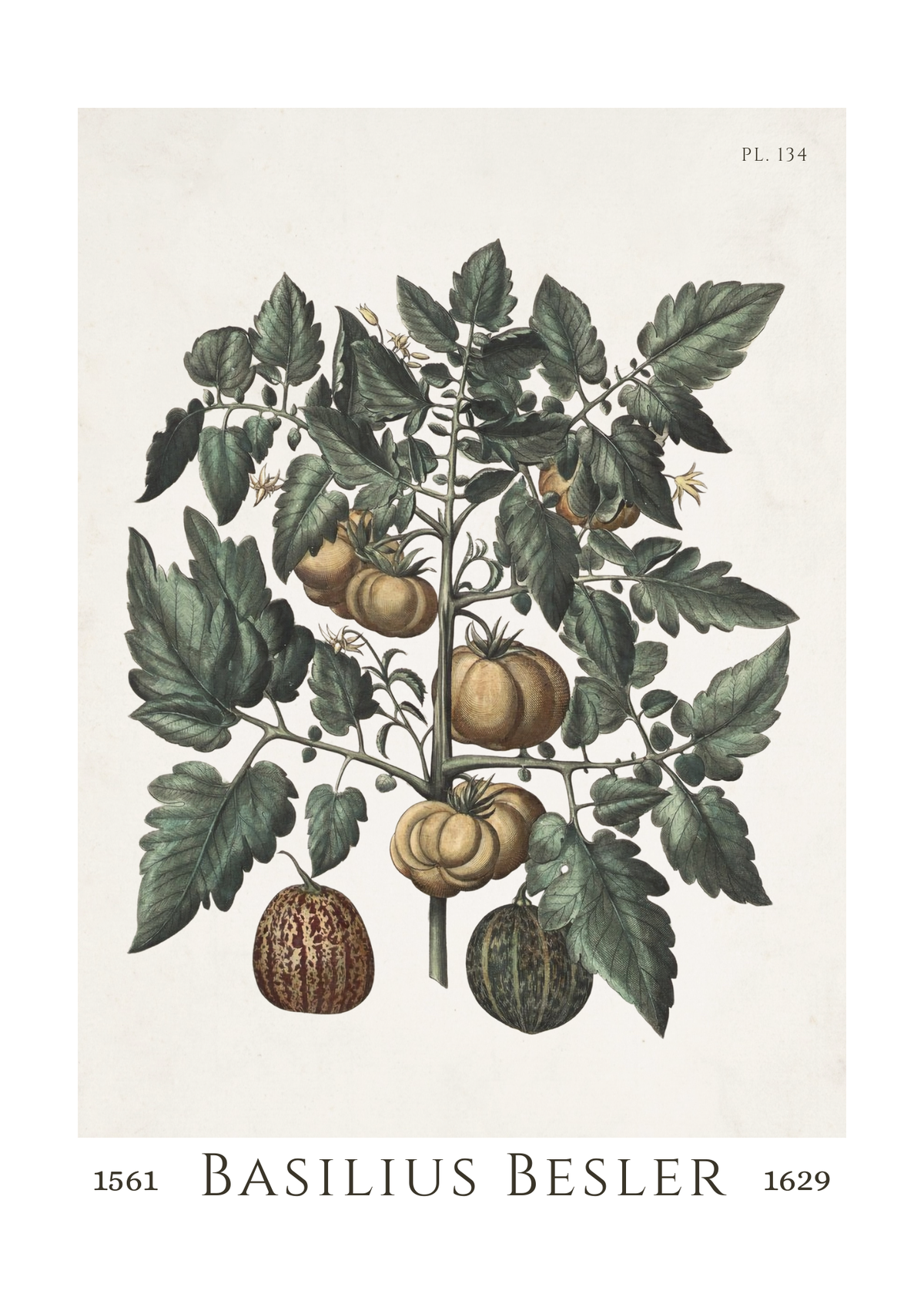Vintage botanical illustration print of a tomato plant with green leaves and tan fruits, titled 'BASILIUS BESLER' with years 1561 and 1629, on a cream background.
