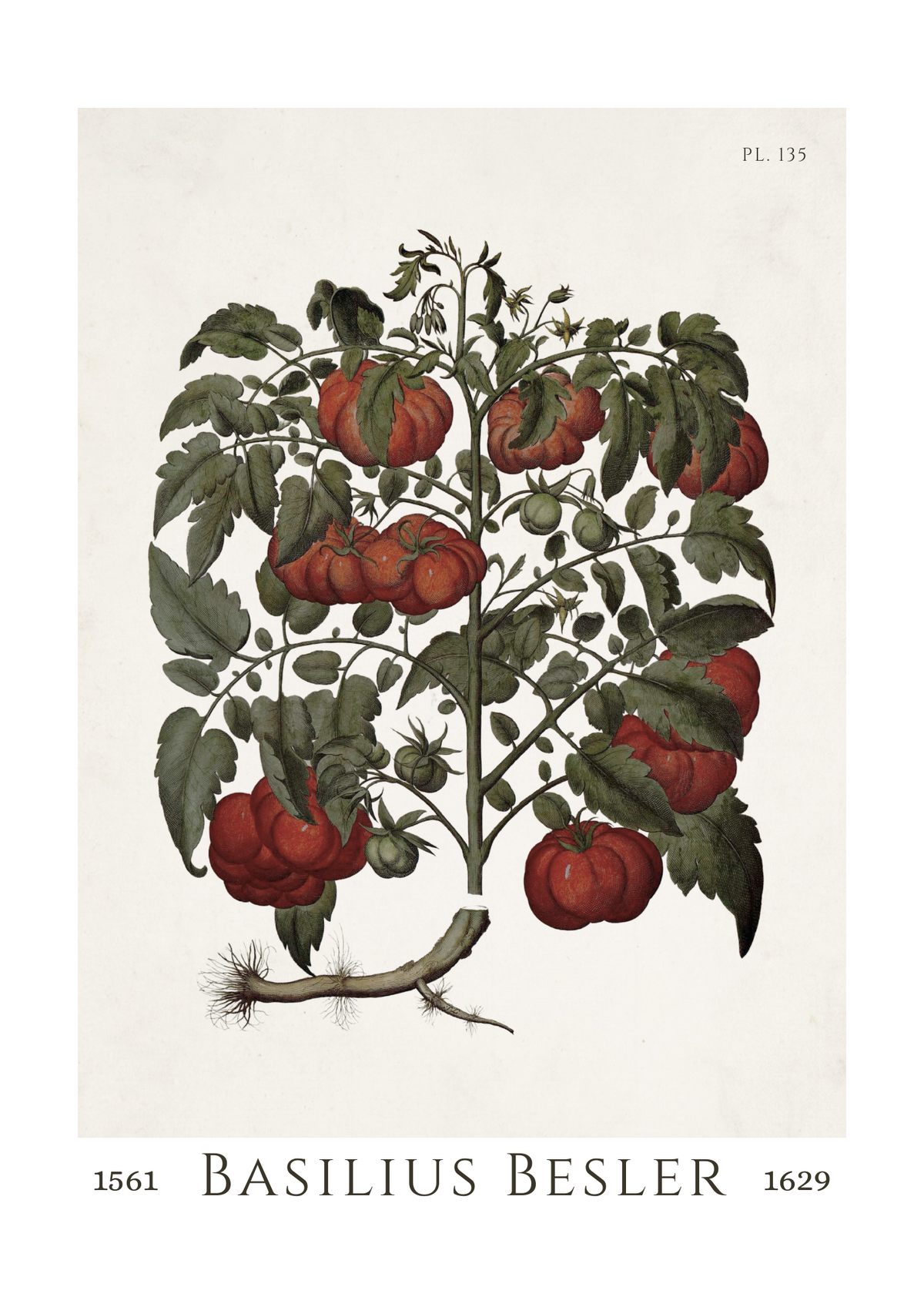 Vintage illustration of a tomato plant with red tomatoes by Basilius Besler, 1561-1629.