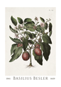 Vintage botanical illustration print of a plant with green leaves, pink flowers, and reddish-brown berries on an off-white background, with the text 'BASILIUS BESLER' and years '1561' and '1629' below.