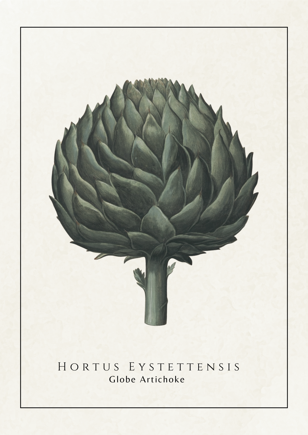 Botanical art print of a globe artichoke (Hortus Eystettensis) on a textured off-white background, framed by a thin border with the Latin and English names printed below.