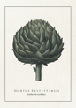 Botanical art print of a globe artichoke (Hortus Eystettensis) on a textured off-white background, framed by a thin border with the Latin and English names printed below.