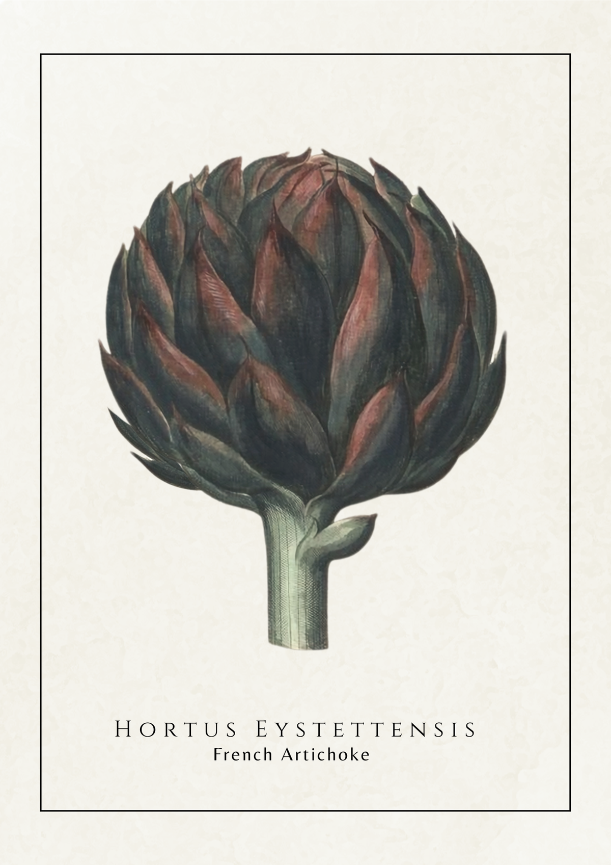 Vintage botanical art print of a French Artichoke (Hortus Eystettensis) on a textured off-white background, featuring a detailed illustration of the artichoke with its dark green and reddish-brown scales and a pale stem, framed by a thin black border.