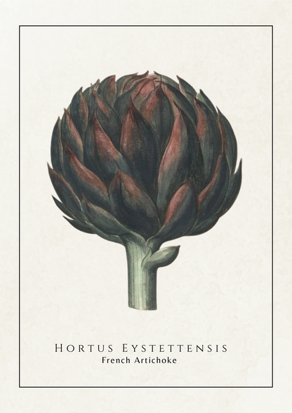 Vintage botanical art print of a French Artichoke (Hortus Eystettensis) on a textured off-white background, featuring a detailed illustration of the artichoke with its dark green and reddish-brown scales and a pale stem, framed by a thin black border.