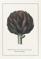 Vintage botanical art print of a French Artichoke (Hortus Eystettensis) on a textured off-white background, featuring a detailed illustration of the artichoke with its dark green and reddish-brown scales and a pale stem, framed by a thin black border.
