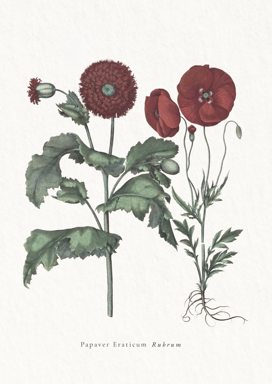 Archival Fine Art Print - Medium