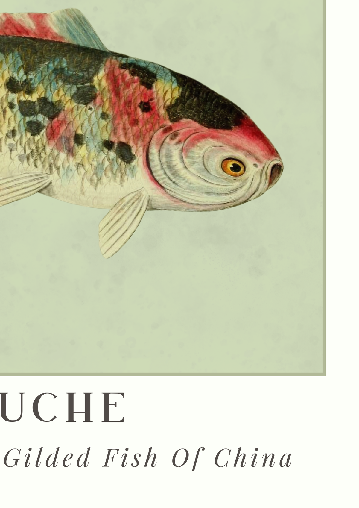 Vintage-style fish illustration showing part of a gilded fish with red, black, and silver scales on a pale green background, with the text 'UCHE' and 'Gilded Fish Of China' below.