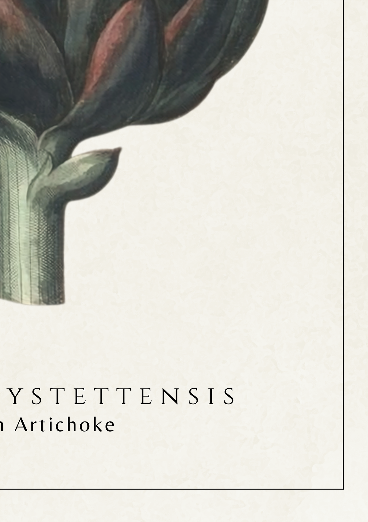 A close-up botanical illustration of a cystis seed or artichoke-like fruit on a cream background, with the text 'CYSTETTENSIS' and 'an Artichoke' below.