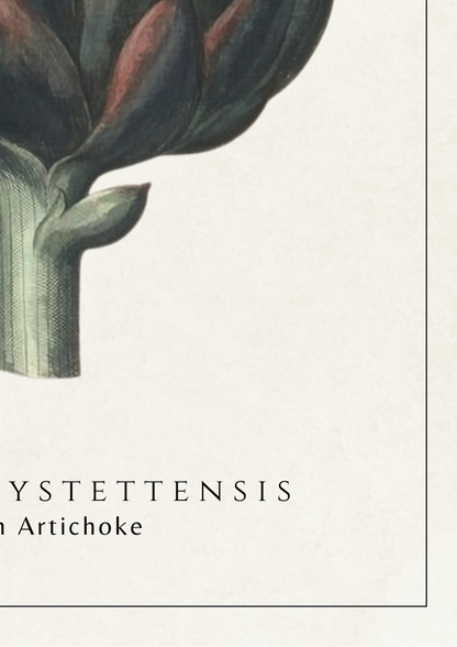 A close-up botanical illustration of a cystis seed or artichoke-like fruit on a cream background, with the text 'CYSTETTENSIS' and 'an Artichoke' below.