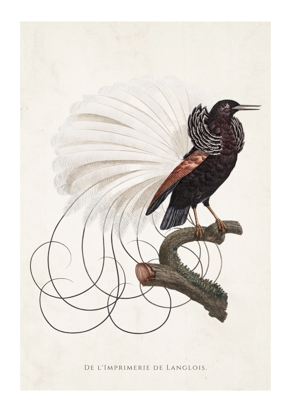 Vintage-style bird illustration print showing a black bird with a large white tail fan perched on a branch, on an off-white background with the text 'DE L'IMPRIMERIE DE LANGLOIS.' at the bottom.