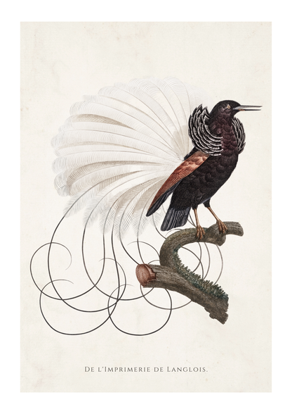 Vintage-style bird illustration print showing a black bird with a large white tail fan perched on a branch, on an off-white background with the text 'DE L'IMPRIMERIE DE LANGLOIS.' at the bottom.