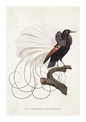 Vintage-style bird illustration print showing a black bird with a large white tail fan perched on a branch, on an off-white background with the text 'DE L'IMPRIMERIE DE LANGLOIS.' at the bottom.