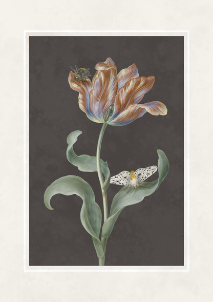 A botanical art print featuring a single tulip with peach, lavender, and brown striped petals, green leaves, and a small white butterfly on a dark gray background, framed by a wide off-white border.