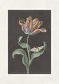 A botanical art print featuring a single tulip with peach, lavender, and brown striped petals, green leaves, and a small white butterfly on a dark gray background, framed by a wide off-white border.