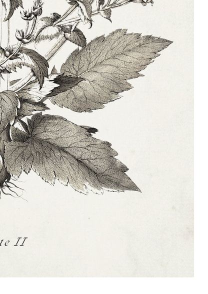 A botanical illustration print showing detailed black ink leaf and stem drawings on an off-white background, with partial text visible in the lower left corner.