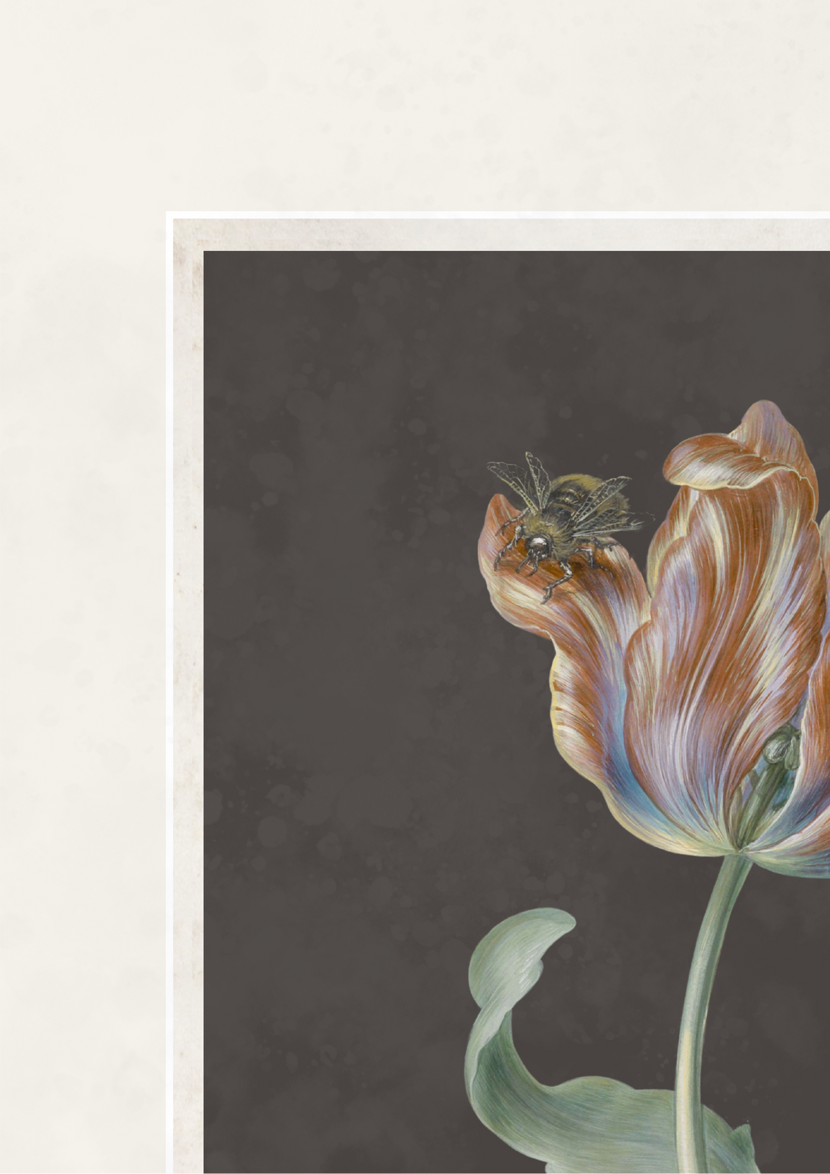 A botanical art print featuring a close-up of a tulip with a bee on its petals, set against a dark gray background with a white border.