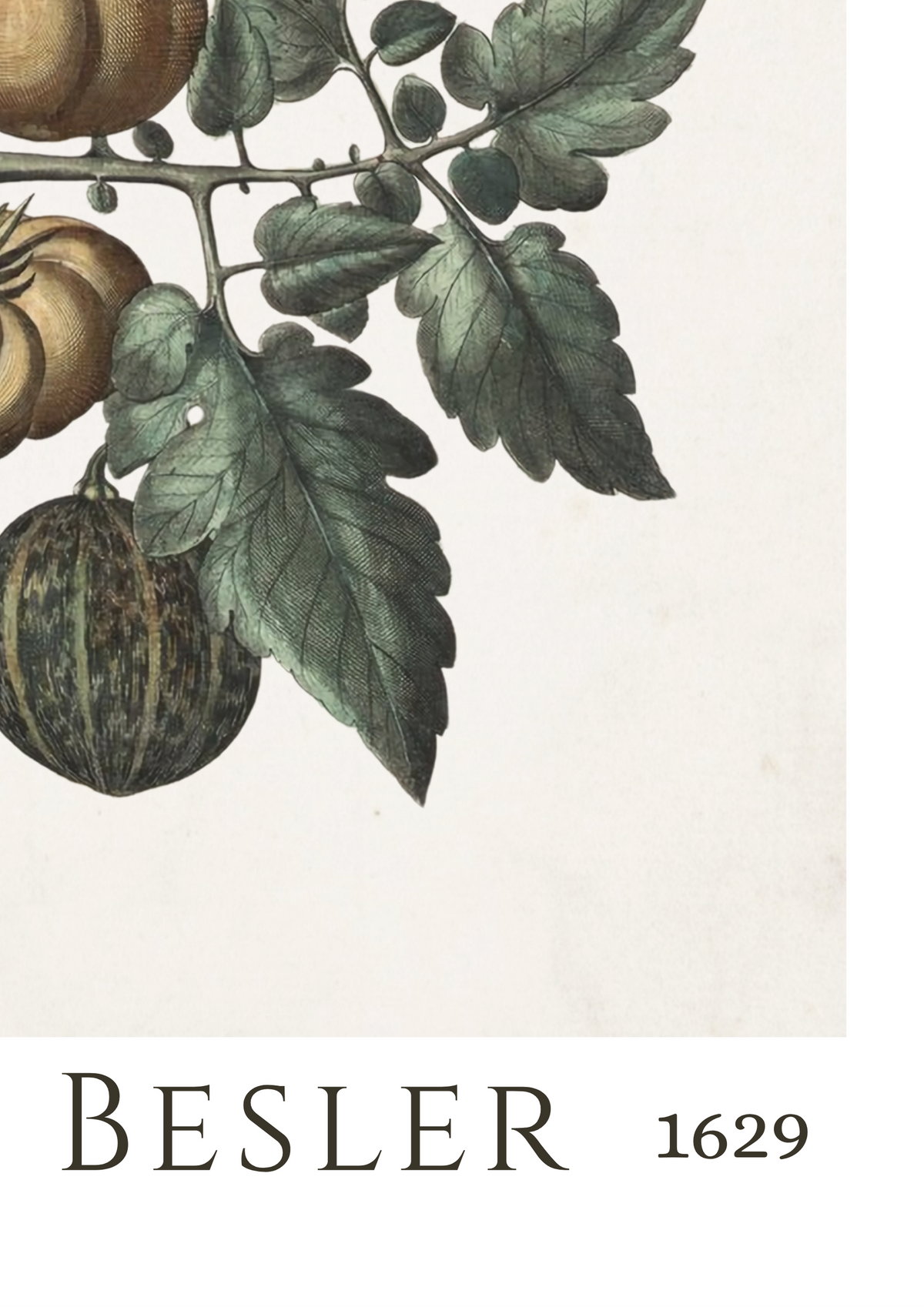 Botanical art print featuring green leaves and brownish-orange fruits on a cream background, with the text 'BESLER 1629' printed below.