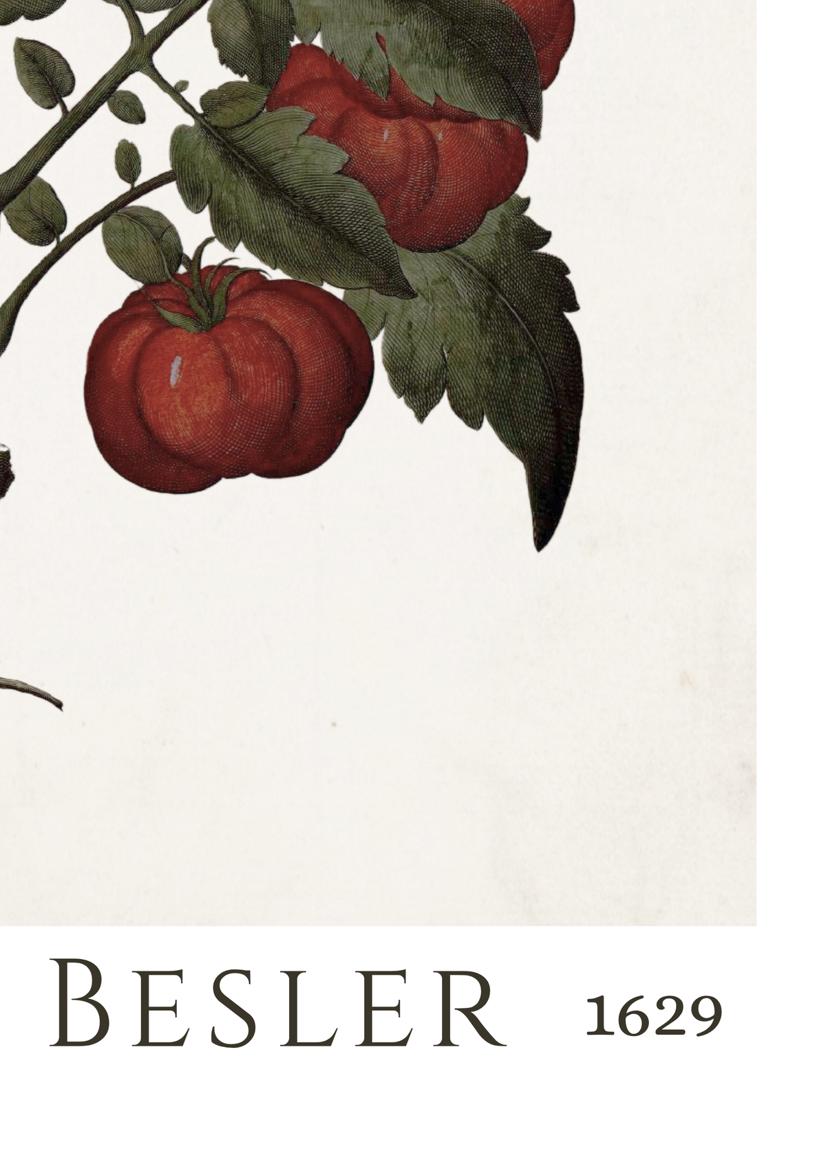 A vintage botanical print featuring red tomatoes on a vine with green leaves against an off-white background, with the text 'BESLER 1629' printed at the bottom.